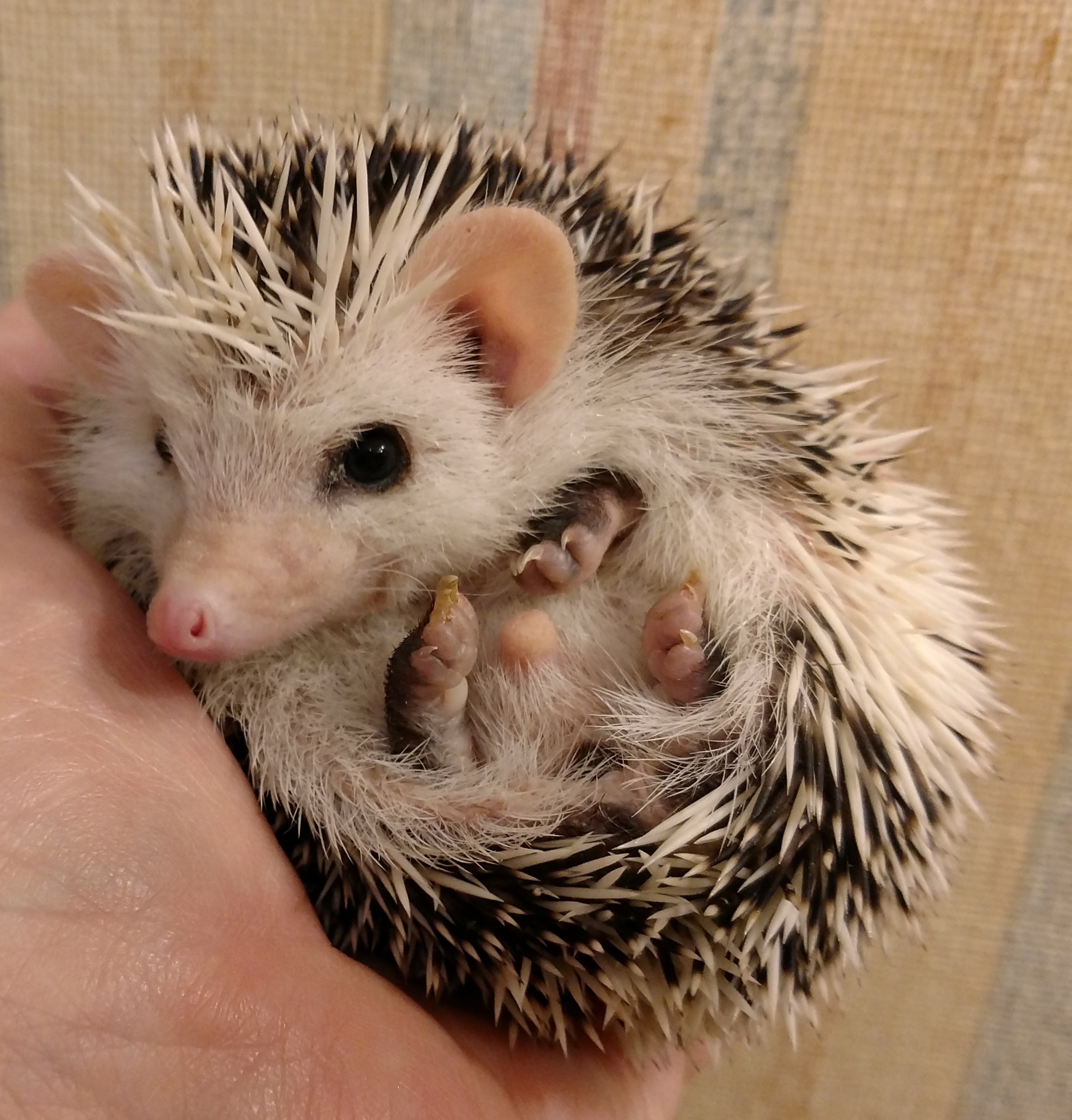 Dark Gray Pinto Baby Hedgehog