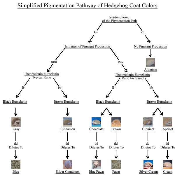 Hedgehog Pigmentation Pathways