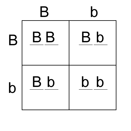 Punnett Square