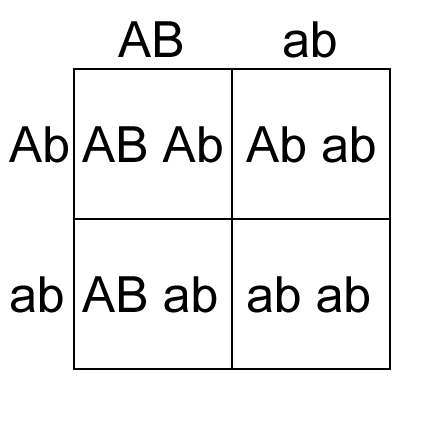 Punnett Square Linked Genes